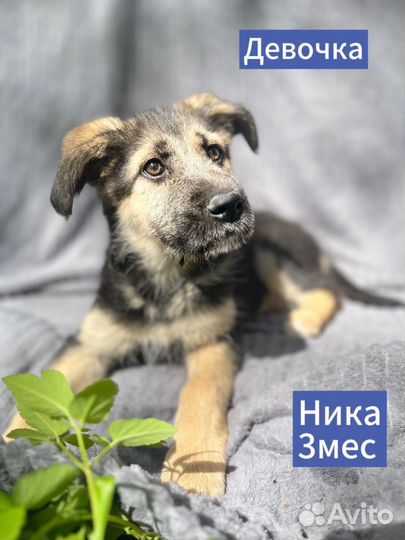 Щенок в добрые руки