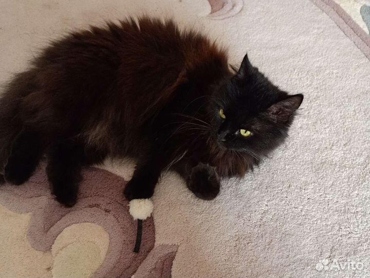 Кошка