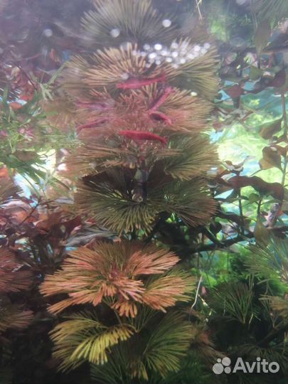 Аквариумные растения