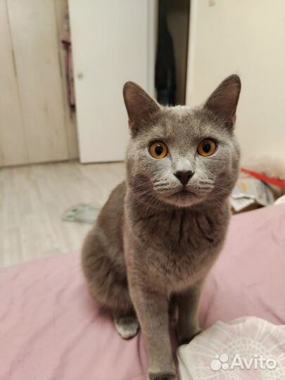 Кот, русская голубая, 1,3 г для вязки