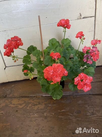 Пеларгонии