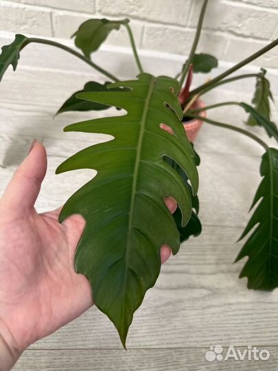 Филодендроны