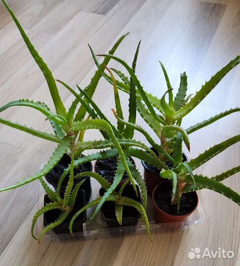 Алоэ Столетник лечебное