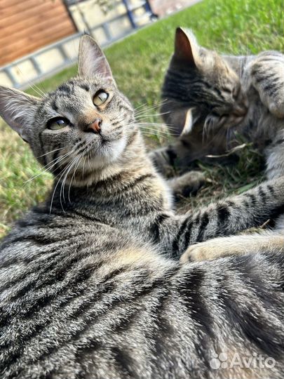 Котенок