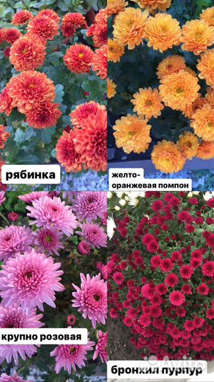 Хризантемы мультифлора