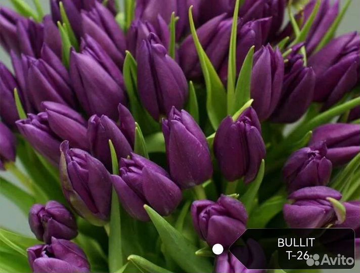 Луковицы тюльпанов