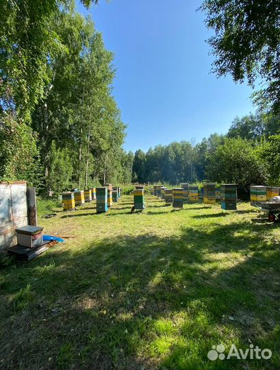 Мед Алтайское разнотравье оптом 2023