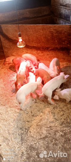 Поросята ландрас дюрок
