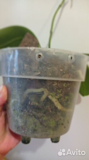 Орхидея фаленопсис Zheng Min Anaconda