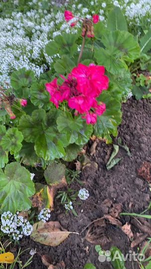 Пеларгония герань