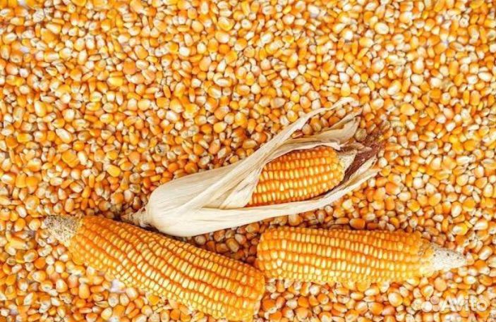 Кукуруза