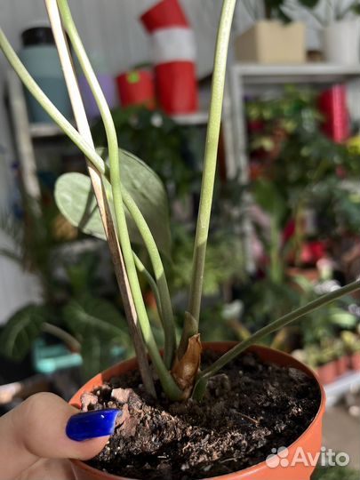 Антуриум кларинервиум Хрустальный