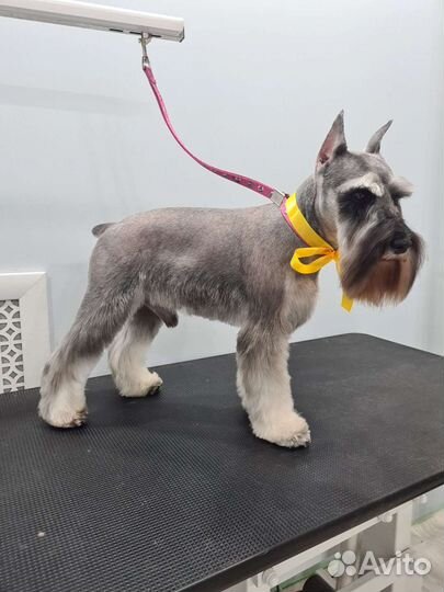 Грумер стрижка собак