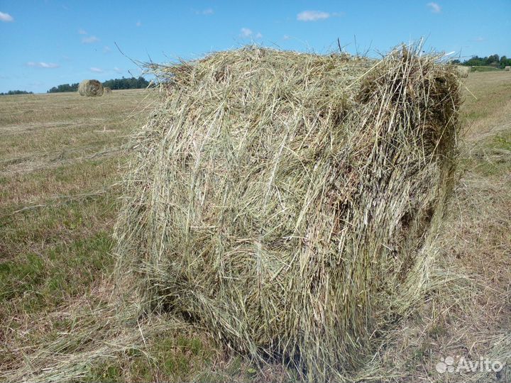 Сено в рулонах