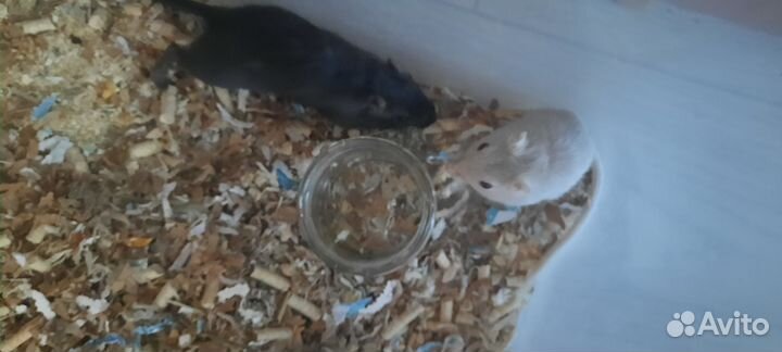 Бесплатно песчанки