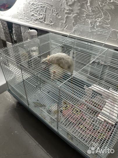 Отдам бесплатно двух крыс