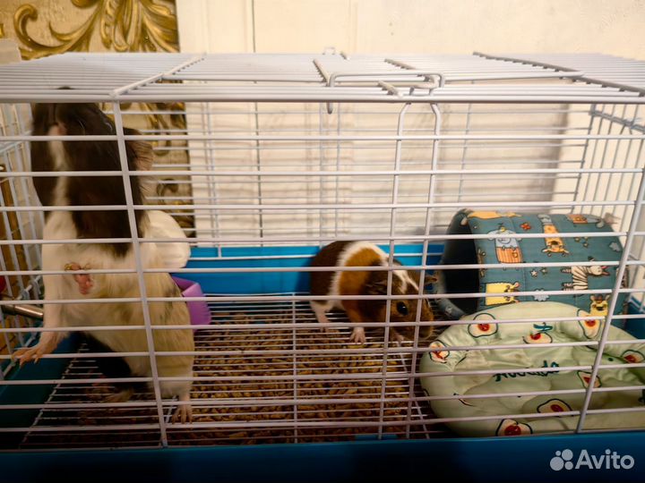 Морская свинка