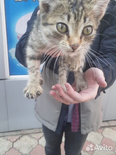 Кошки