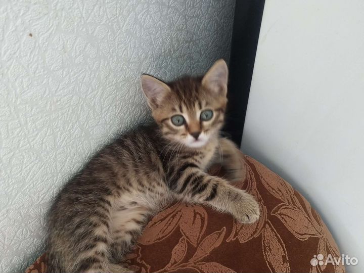 Котята в добрые руки приучены к лотку