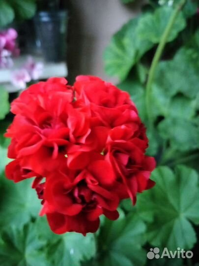 Пеларгония герань/Сортовые срезы