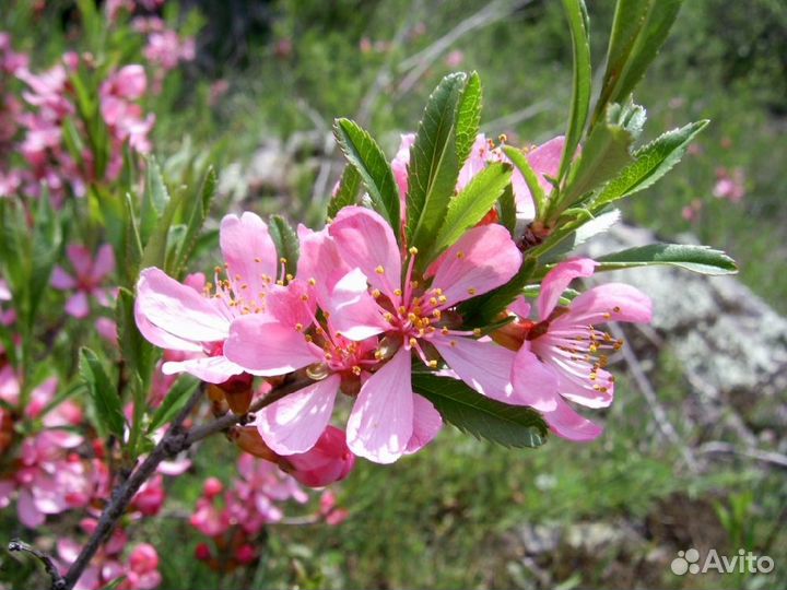 Декоративные, редкие, хвойные, растения