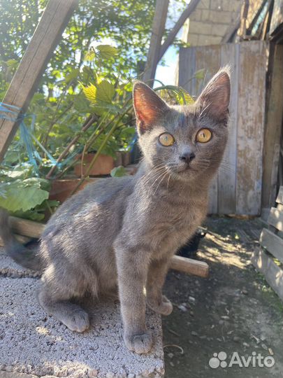 Отдам милого кота в добрые руки