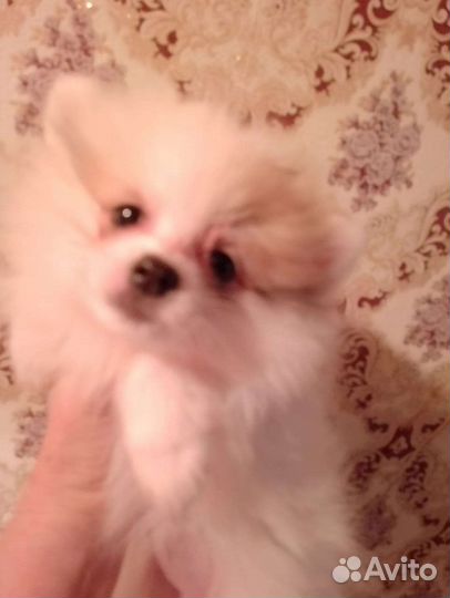 Шпицы разные. Доставка из Челябинска