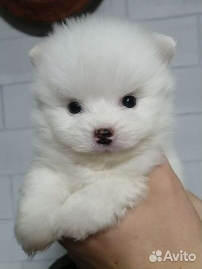 Щеночки шпица