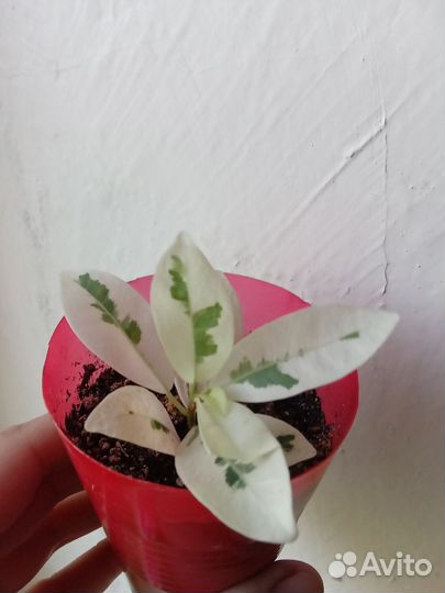 Редкие сортовые фикусы