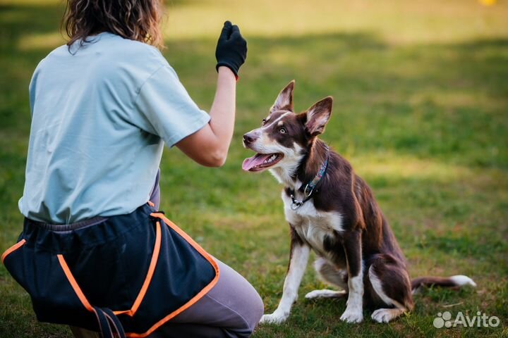 Кинолог. Дрессировка и воспитание собак