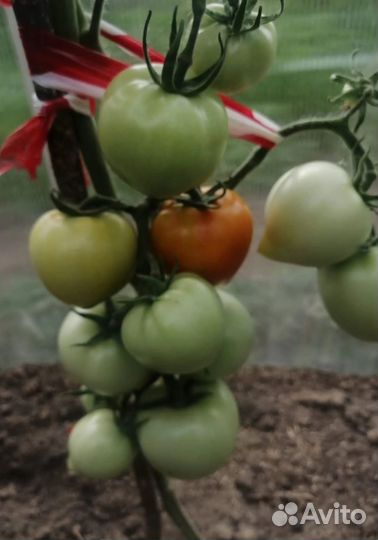 Семена томатов. Коллекционер