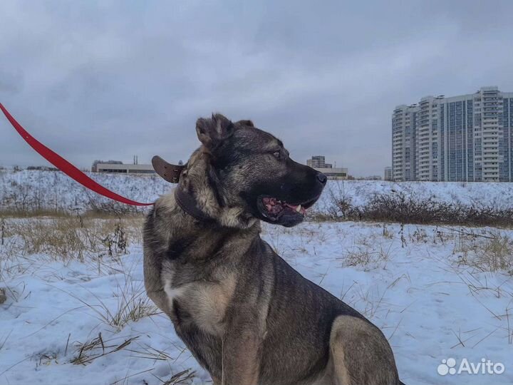 Мощь и красота в добрые руки