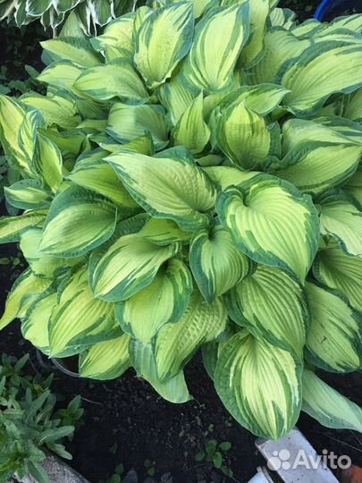 Хоста разный цветов