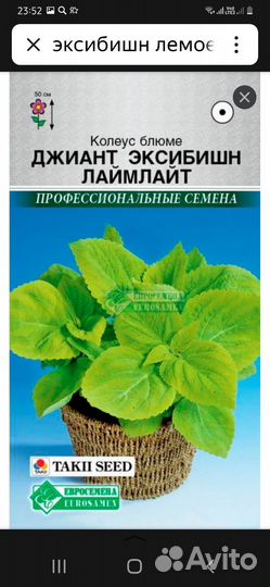 Колеусы сортовые