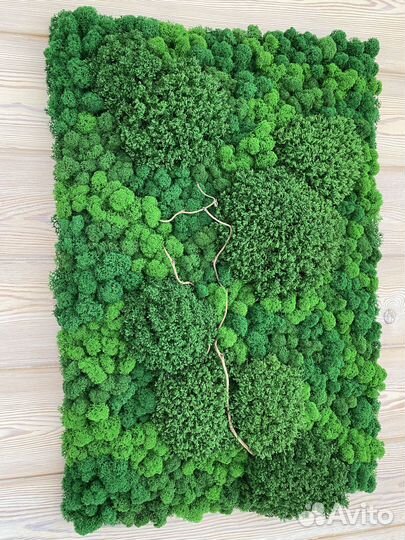 Панели из стабилизированного мха