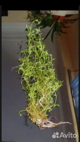 Аквариумные растения. Микрантемоидес