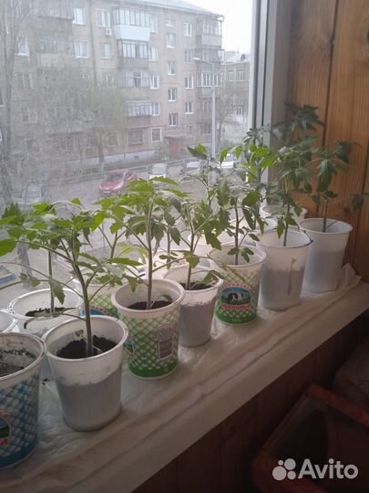 Рассада томатов