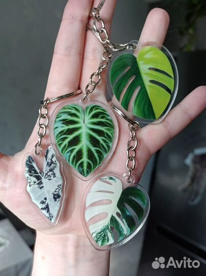 Монстера жёлтая (yellow splash)