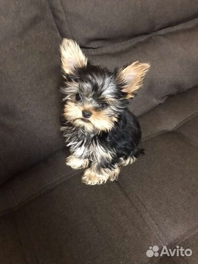 Йоркширский терьер