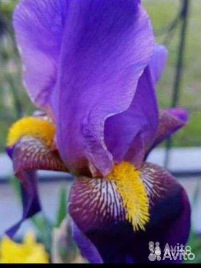 Ирисы бородатые