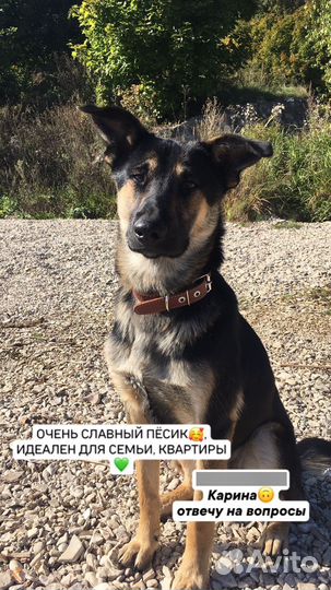 Собака (щенок, с фин. поддержкой от нас) Мальчик