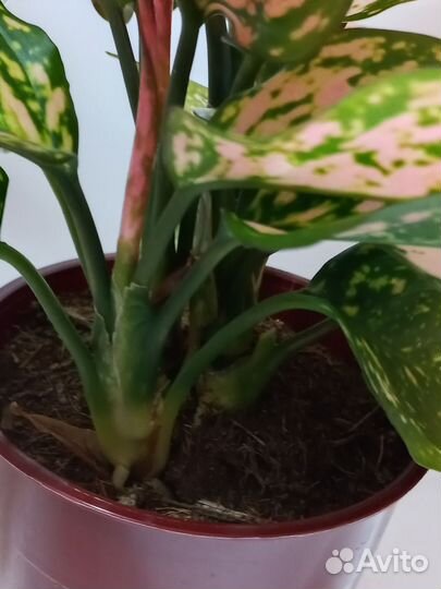 Аглаонема споттед