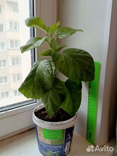 Гибискус Georgia's Pearl