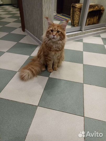 Вязка кошки мейн-кун