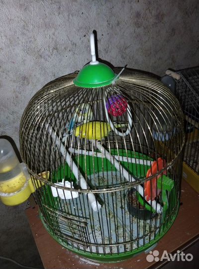 Волнистые попугаи