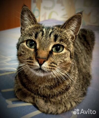 Мусенька ждёт свою семью. Отдам в добрые руки