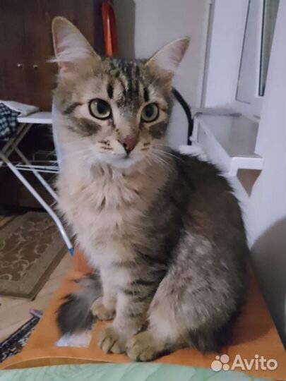 Кот Леопольд. 10 месяцев