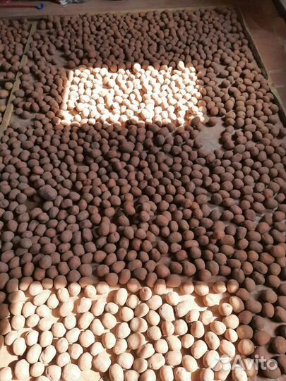 Семенной картофель ред скарлет, фаворит,метеор