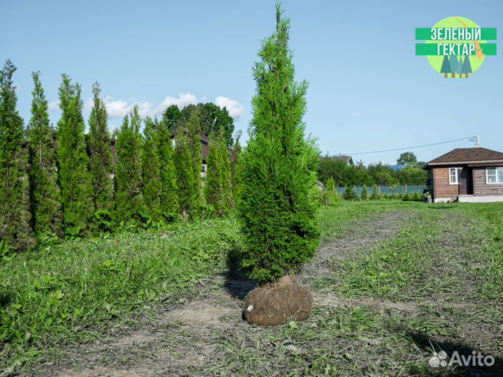 Туи колумна 160 см свежая копка 2023
