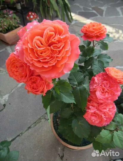 Роза Эмильен Гийо саженцы осень 2023г